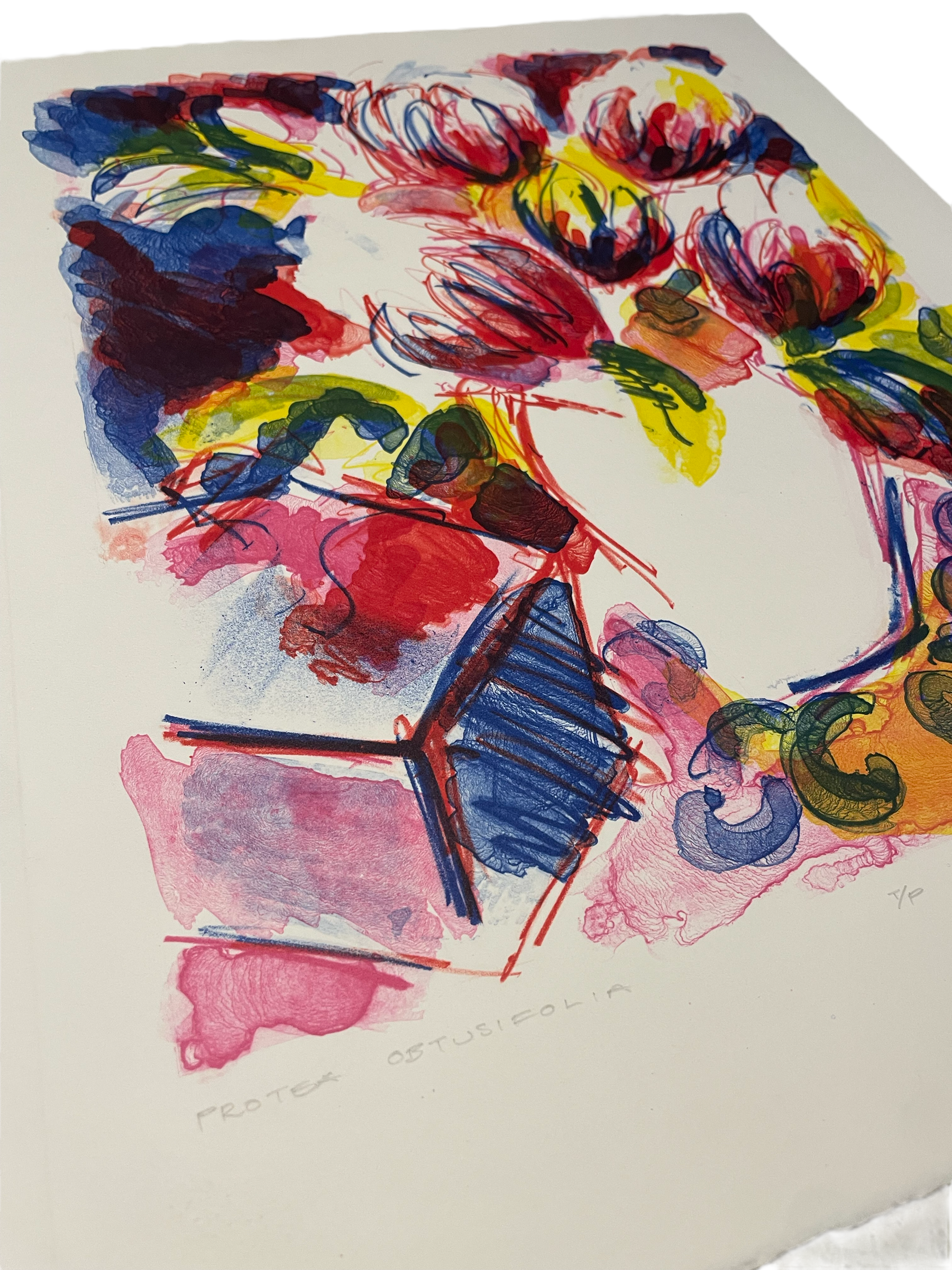 JILL HENRIOD ORIGINAL PROTEA OBTUSIFOLIA LIMITED 1/20 SIGNED
